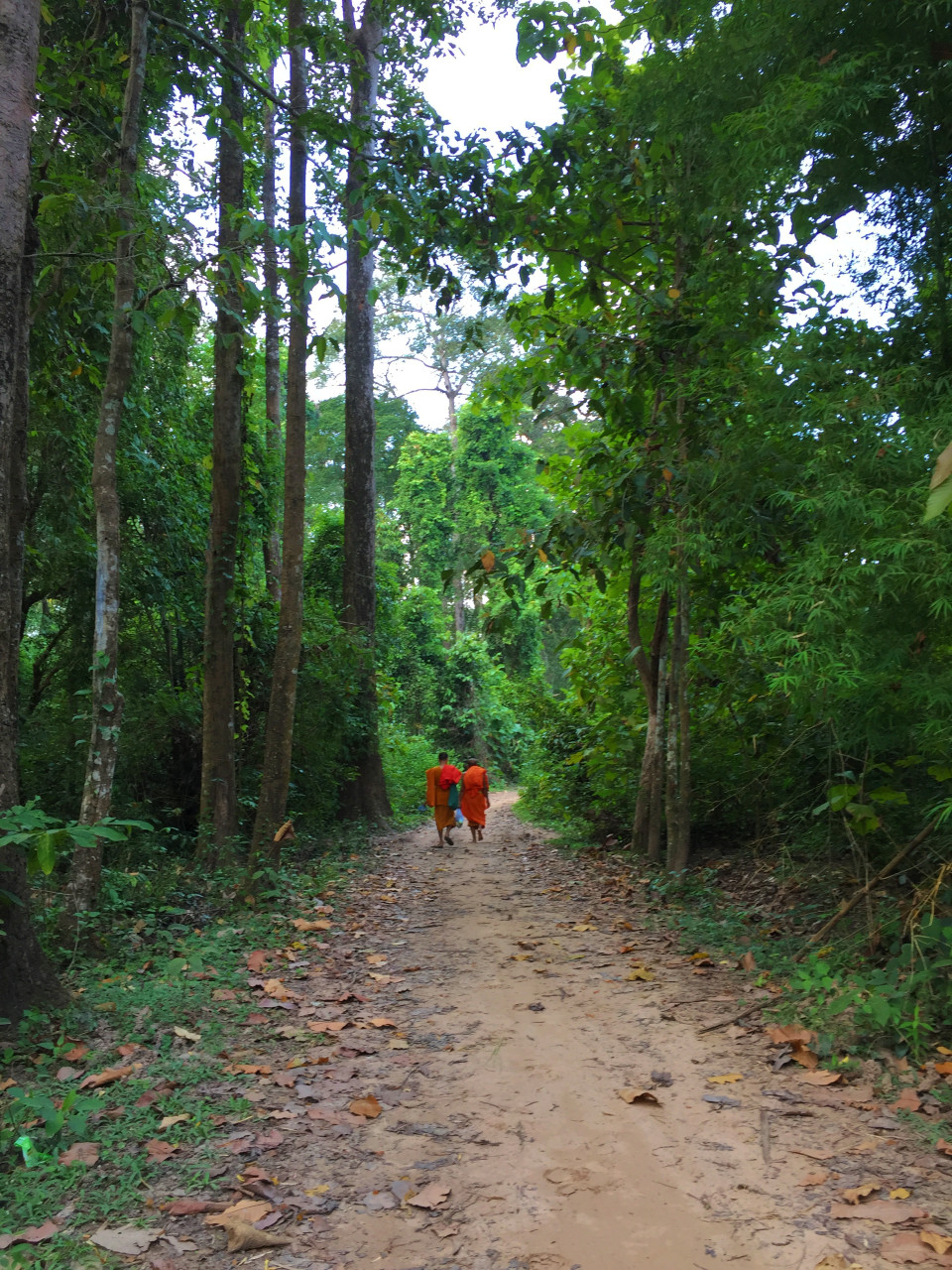 Forest monks2