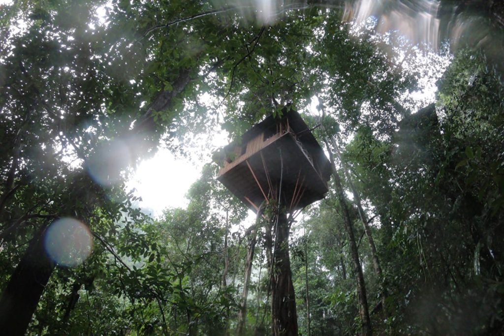 Tree-top Explorer